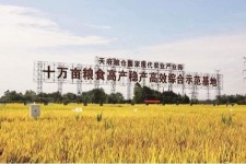 泰州关于成都商务伴游外围雇用的信息