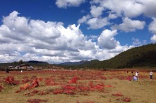 泰州旅游去处(暑期最好的旅游去处)